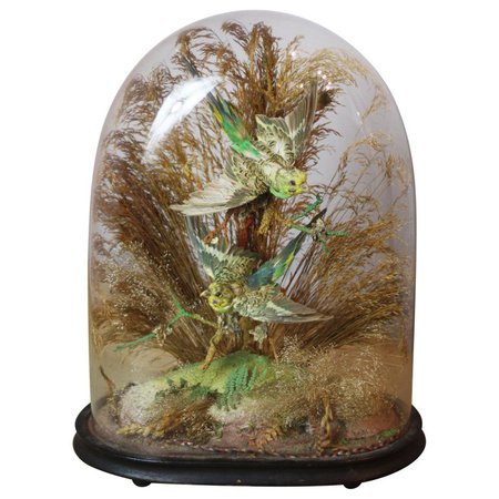 Pair of Green Taxidermy Birds in Victorian Glass Domed Case For Sale at 1stdibs