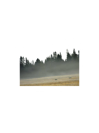 forests mist fog woods outdoors nature png