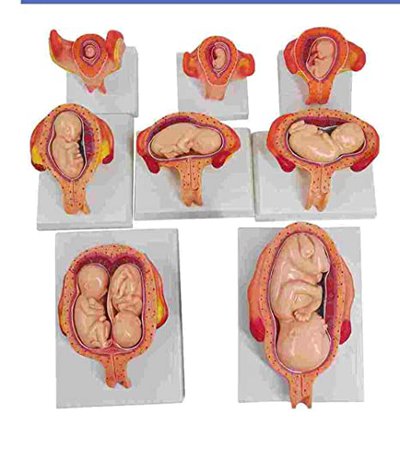 Amazon.com: Wellden Medical Anatomical Fetus Development Model 8 Series, High Quality : Industrial & Scientific
