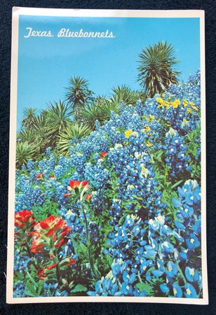 Vintage Texas Bluebonnets Postcard | Etsy