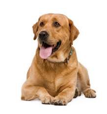 dog laying png - Google Search