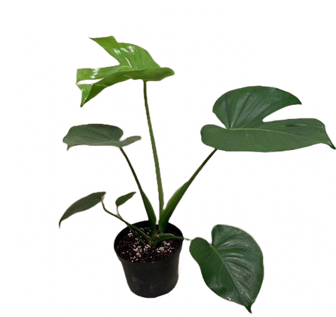 @darkcalista green aesthetic monstera plant png