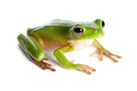 frogs - Google Search