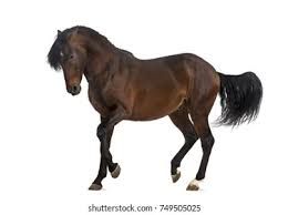 horses without  it background - Google Search