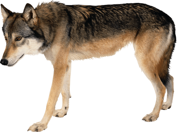 wolf png