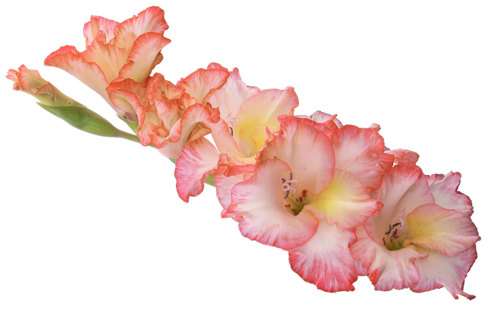 Peach Gladiolus Stem