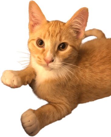 Tich tabby cat orange