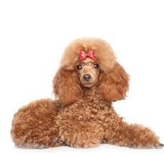 poodle png - Google Search