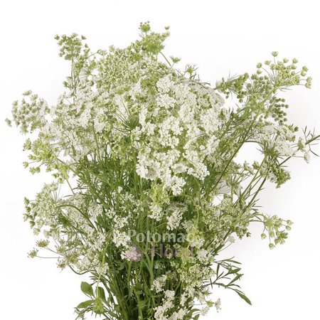 Queen Anne's Lace White - Potomac Floral Wholesale