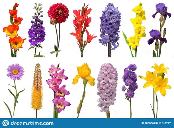 Spring Collection Of Flowers Gladiolus, Delphinium, Eremurus, Aster, Hyacinth, Iris, Daylily, Canna Isolated On A White Stock Photo - Image of herb, exotic: 188806734
