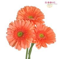 Buy Wholesale Peach Gerbera Daisy – Blooms by the Box