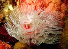 110 Best Coral Reef ideas | coral reef, coral, marine life