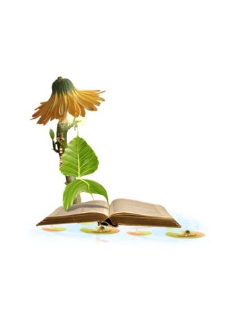 flower sunflower book png filler