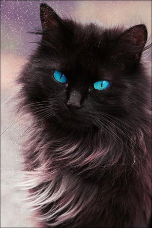black cat with blue eyes - Google Search