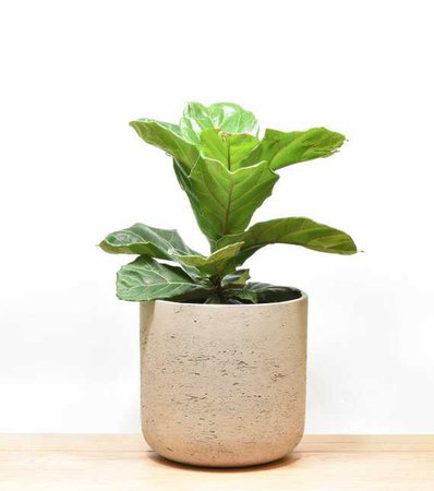 Extra Large Cement Planter Cylinder Planter Cement Plant
