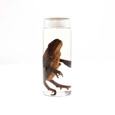 toad specimen