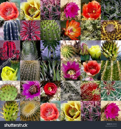 colourful desert cactus photography - Google Search