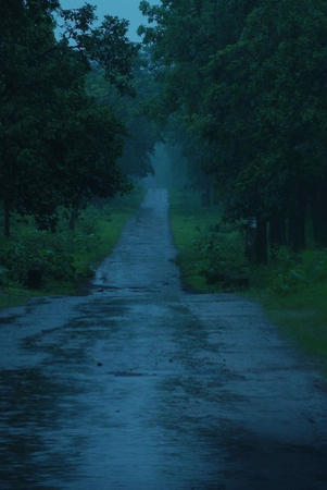 rain road forest background image