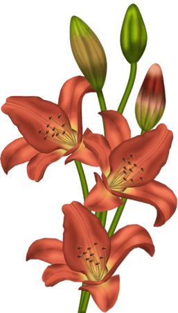 Orange Lilium Clipart​ | Gallery Yopriceville - High-Quality Images and Transparent PNG Free Clipart