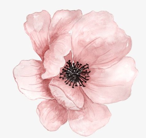 Pink Anemone Watercolor