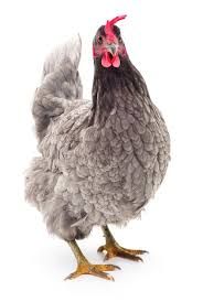 brown chicken png - Google Search