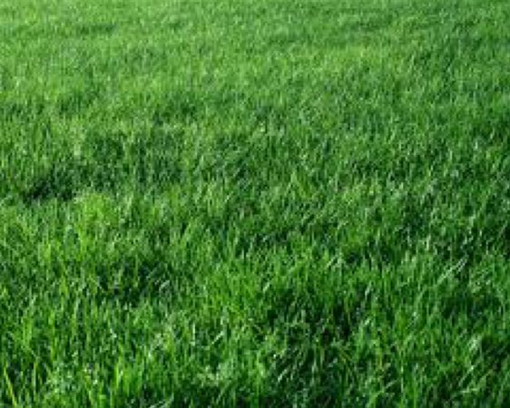 Green Grass Backdrop