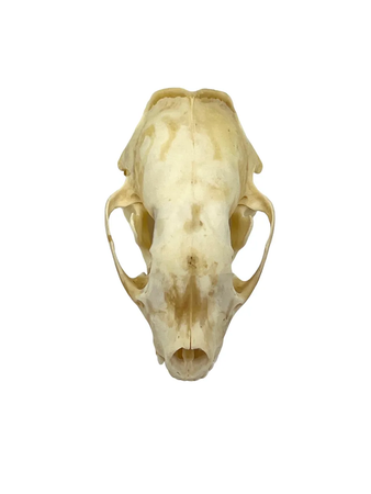 skunk skull