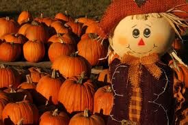 halloween pumpkin patch - Google Search