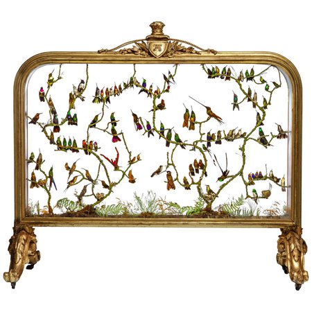 Rare Victorian Firescreen with Taxidermy Hummingbirds by Henry Ward For Sale at 1stDibs