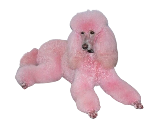 pink poodle
