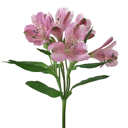 Pinky Lavender Peruvian Lily Flower | FiftyFlowers.com