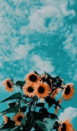 aesthetic sunflowers