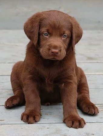 brown dog labrador puppy