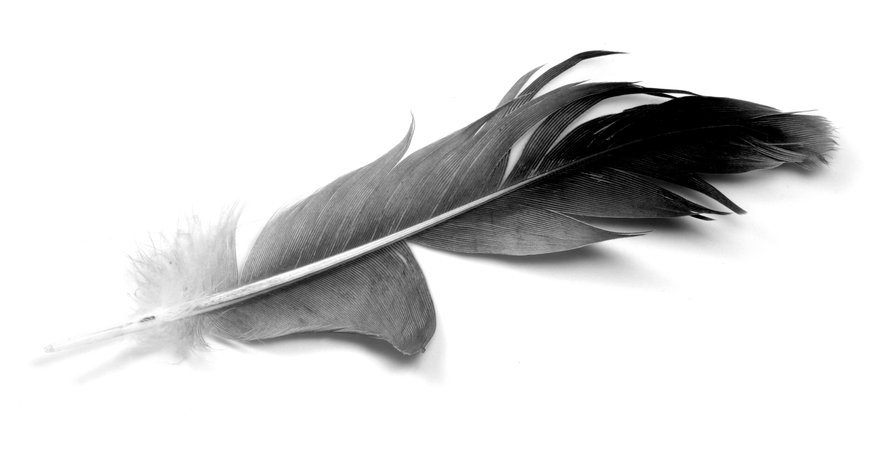 gray feather - Google Search