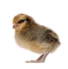 brown chicken png - Google Search