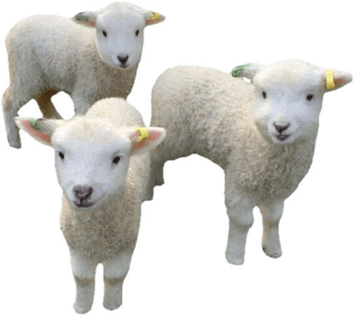 lamb cottagecore