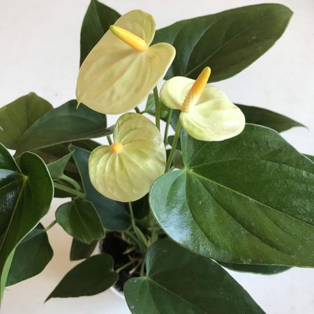 4 Vanilla Cream Anthurium | Etsy