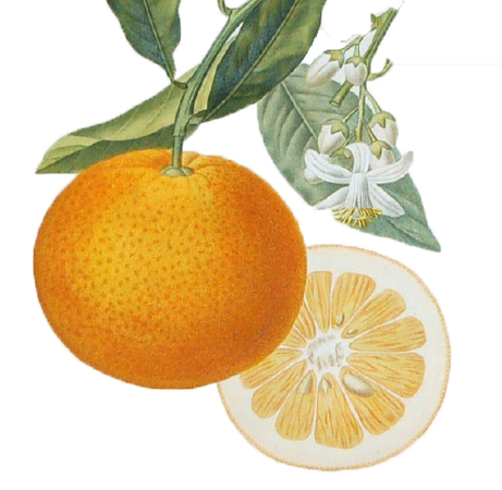 orange fruit - Google Search