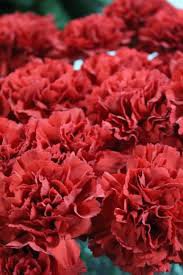 red flower aesthetic - Google Search