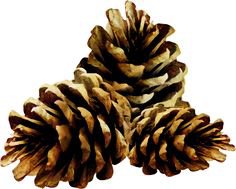 pine cone