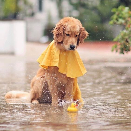 rain dog