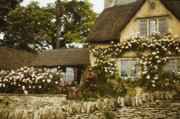 Cottage Floral