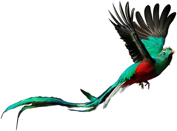 Quetzal (726×538)