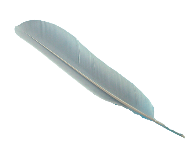 bird feather