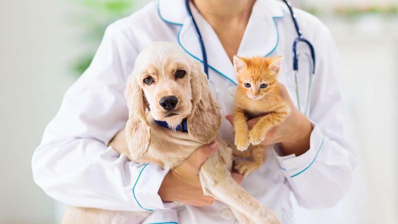 Meet the Best Veterinary Clinics in Santa Cruz County