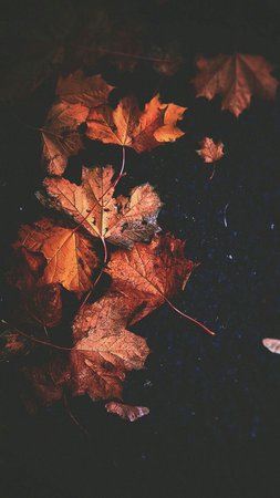 autumn aesthetic
