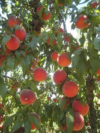 Pruning Guide: Peach Trees | Pruning peach trees, Peach tree care, Fruit garden