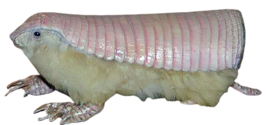 Pink fairy armadillo (Chlamyphorus truncatus)