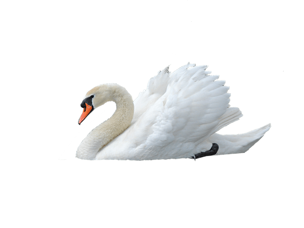 swan png - Google Search