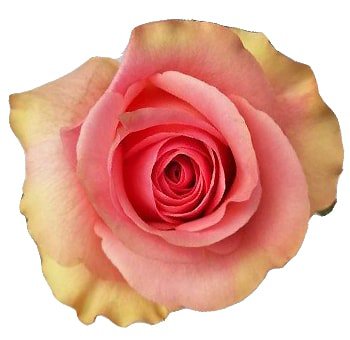 Saga Pink Organic Roses | Wedding Flowers | Whole Blossoms